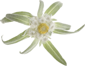 Edelweiss PNG-66305